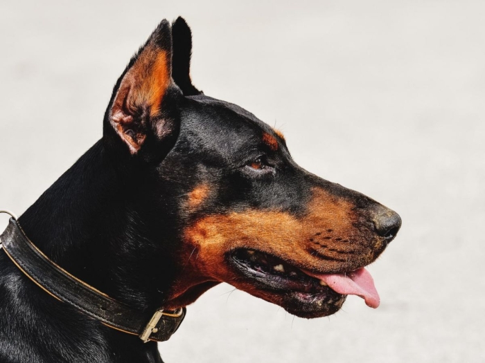 Doberman