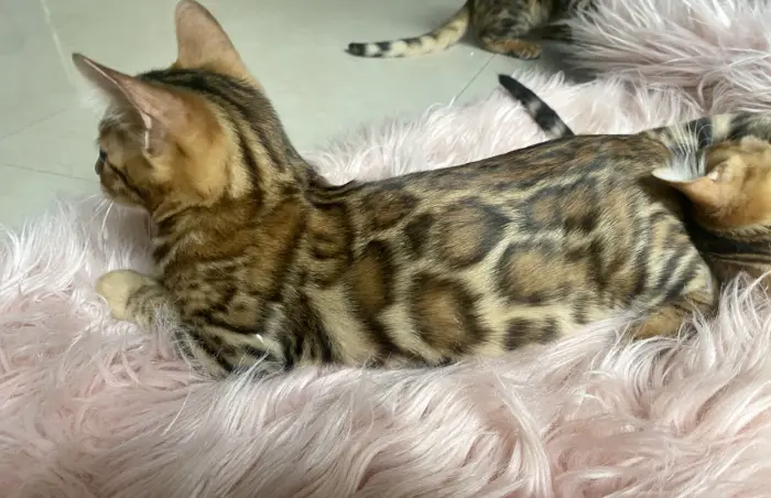 Chatons Bengal avec pedigree