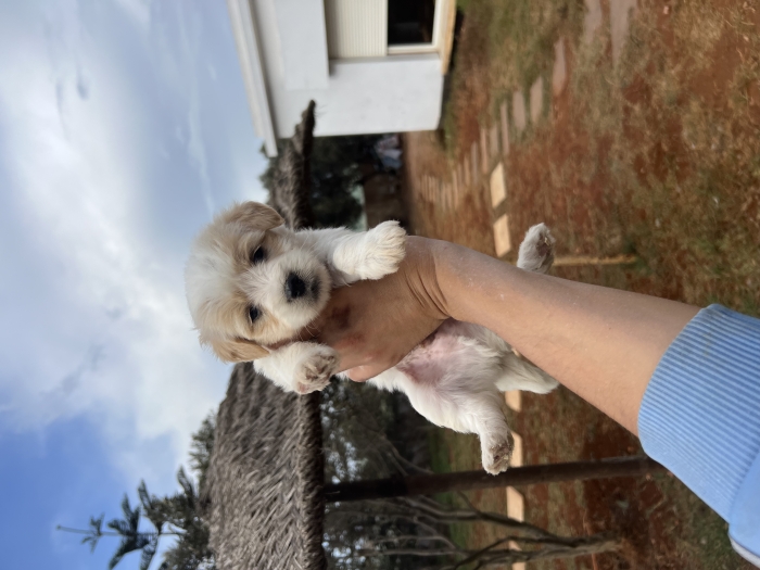 Bichon Havanais 📸❤️