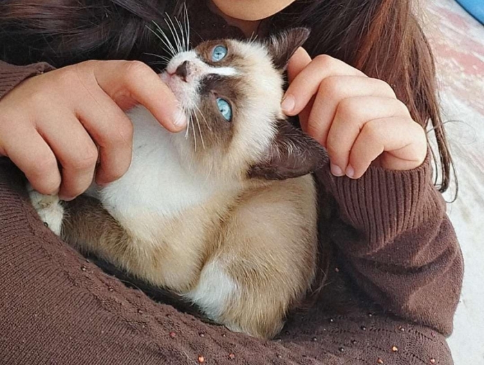 قطة سيامي للبيع