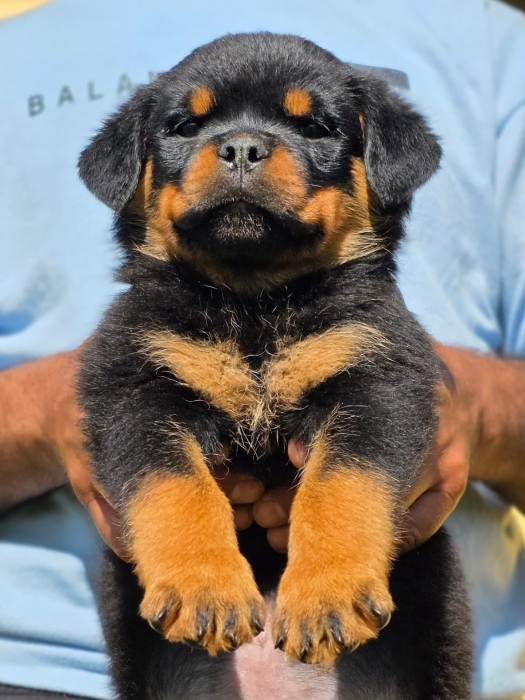Magnifique portée rottweiler pedigree lignée des champions