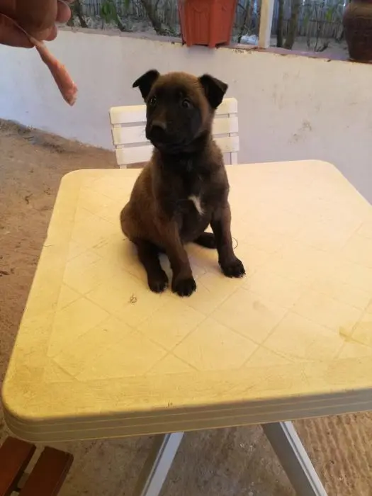 Superbes chiots malinois