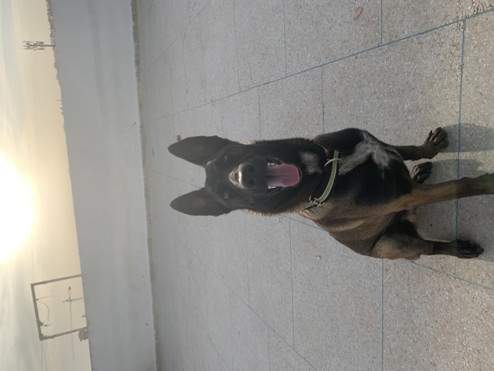 Chien malinois