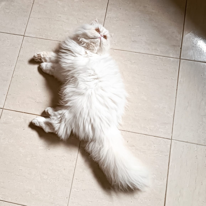 Chat persan moon face