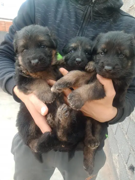 Berger Allemand Poil Long