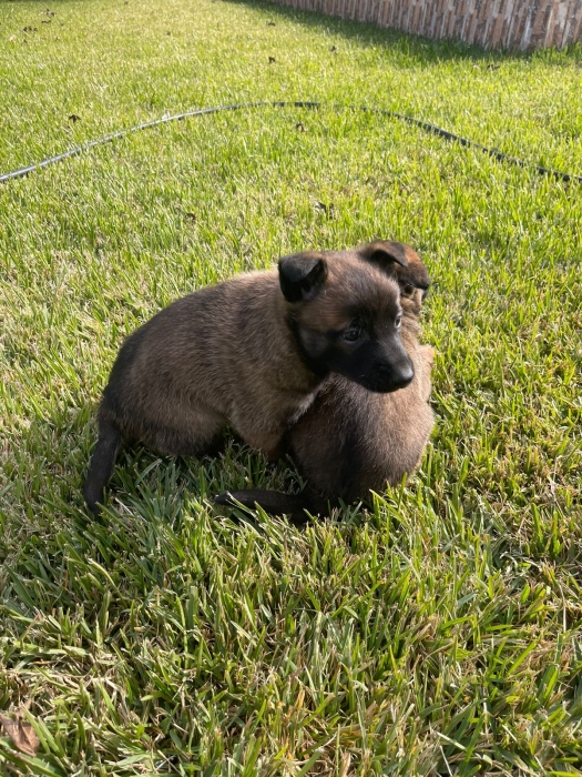 4 bebe malinois