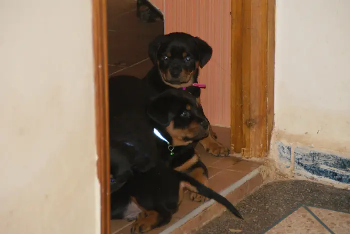 chiots rottweiler