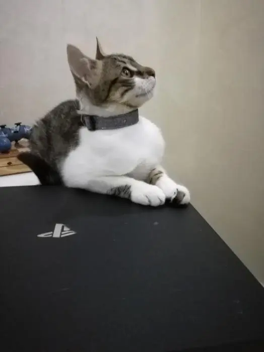 Luna Cherche une famille