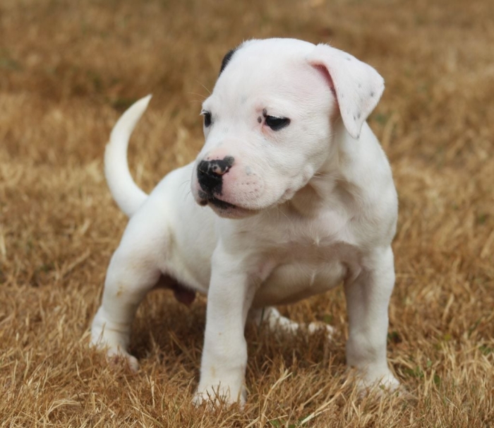 Dogo Argentino 🇦🇷