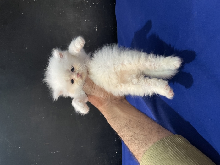 Chatons persan chinchilla