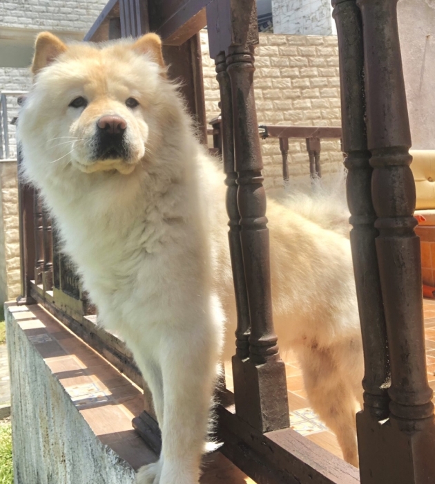 Chowchow