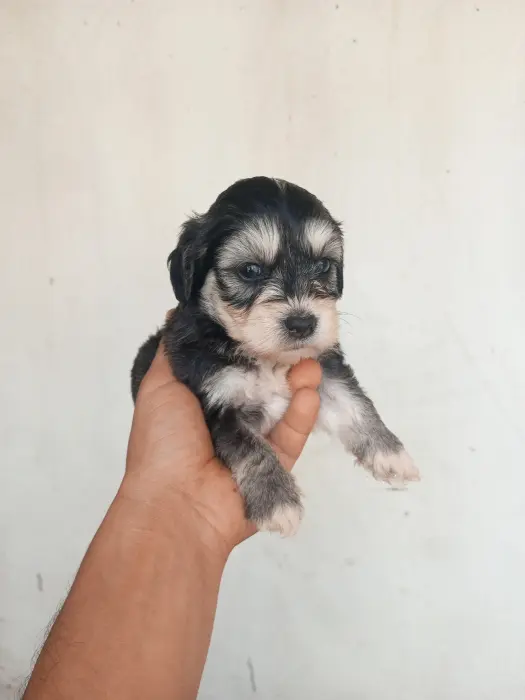 Bichon havanais et maltais