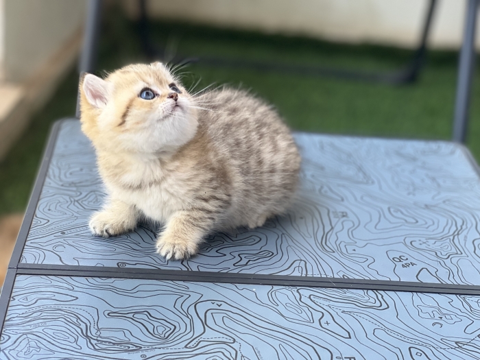 Black golden spotted tabby