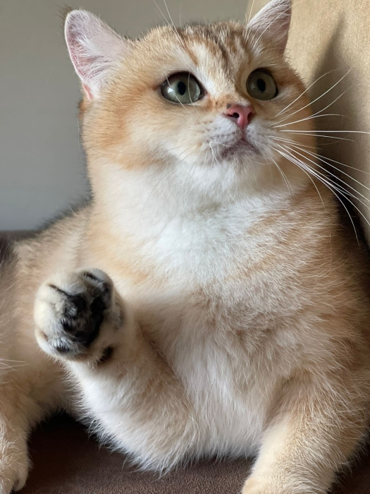 Top quality Scottish straight kittens with pedigree