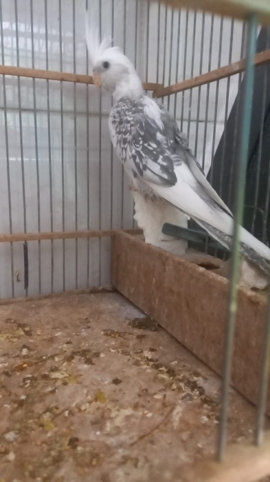 Couple calopsite fayte khadamine