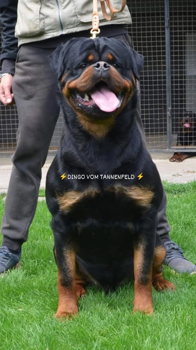 rottweiler pedigree