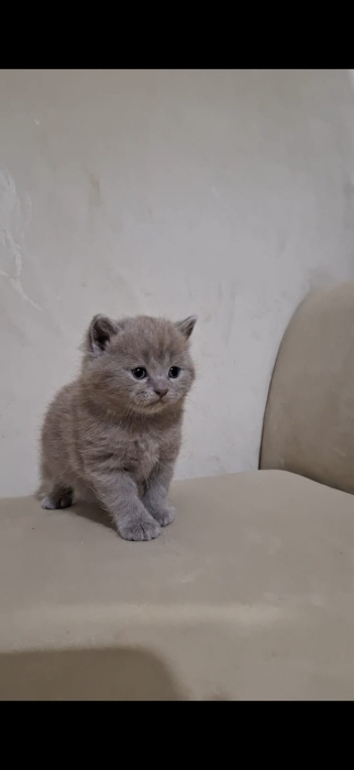 Scottish fold & british