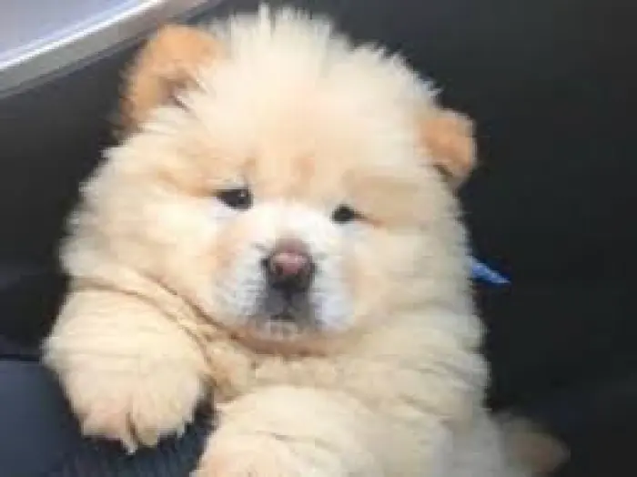 Chow-chow