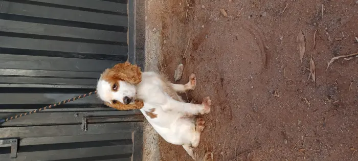 Cocker spaniel anglais