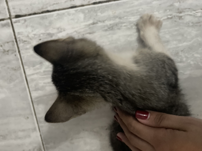 Chat de gouttière gratuit