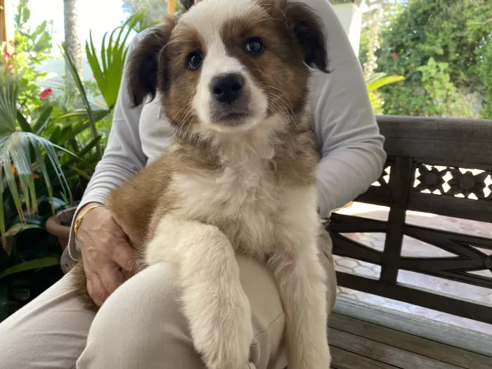 Chiots Border Collie