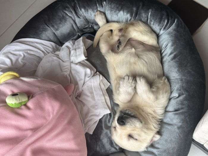 Labrador de 1 mois et demi