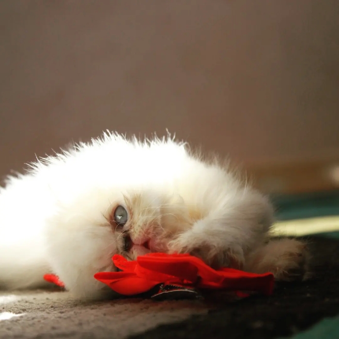 Femelle Himalayen persan