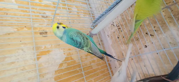 Perruche Mal Opaline Goldan Face