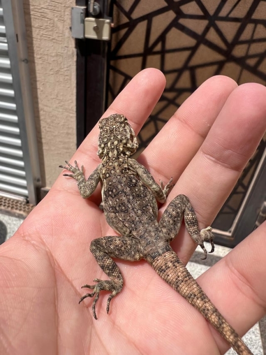 Agama dragon