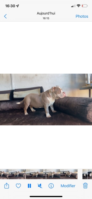 Bully American micro