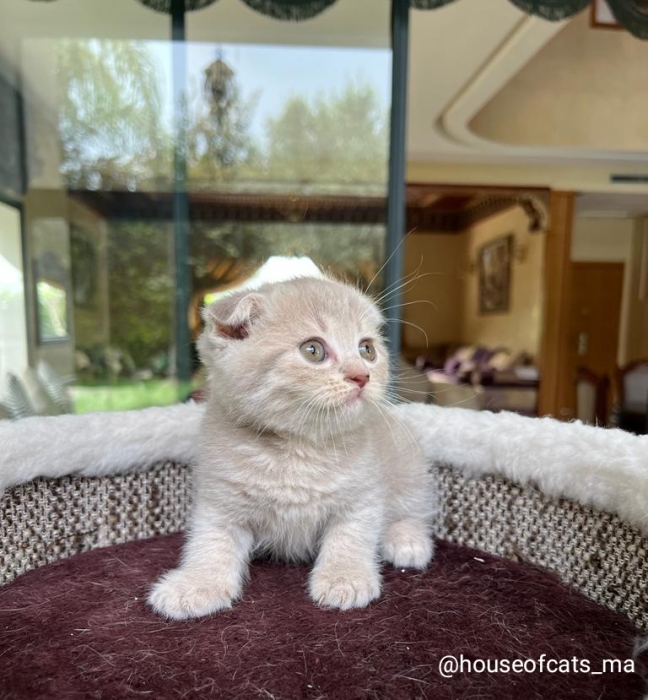 Scottish fold