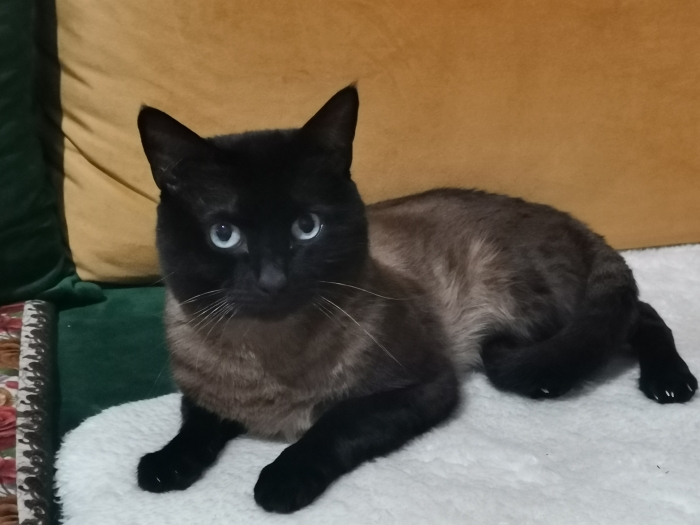 Mino chat siamois noir