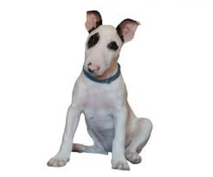 Chiots bull terrier disponible