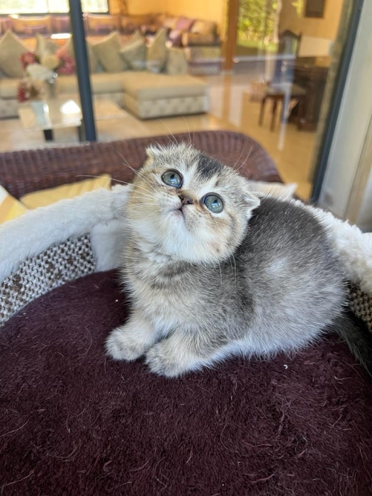 Scottish fold