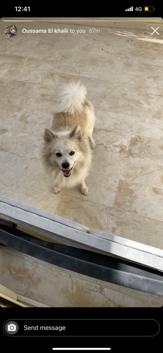 Spitz allemand et japonais