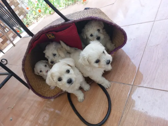 Chien Bichon maltais