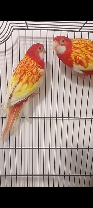 Perroquet rozella rubino