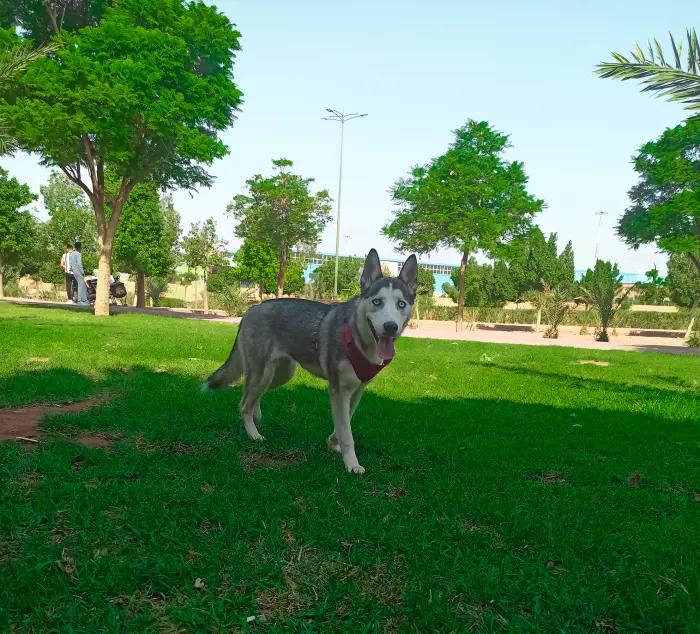 Chien Husky pure race