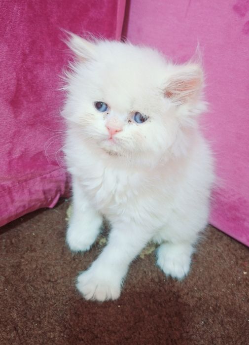 Chatton persan himalaya mon face