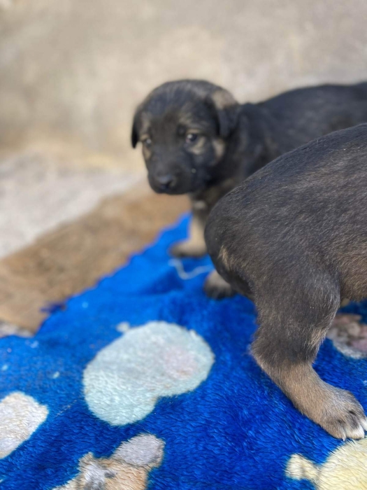 Berger belge malinois