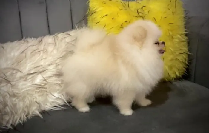 Pomairanien Top qualité