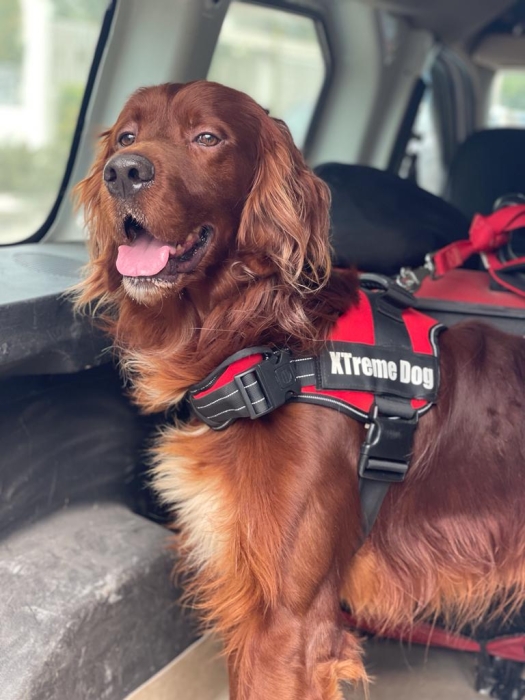 Accouplement Setter Irlandais