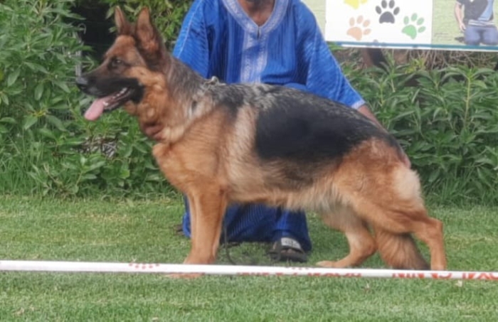 Femelle berger allemand pedigree