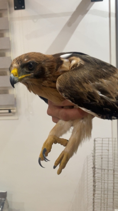 Aigle impérial oriental