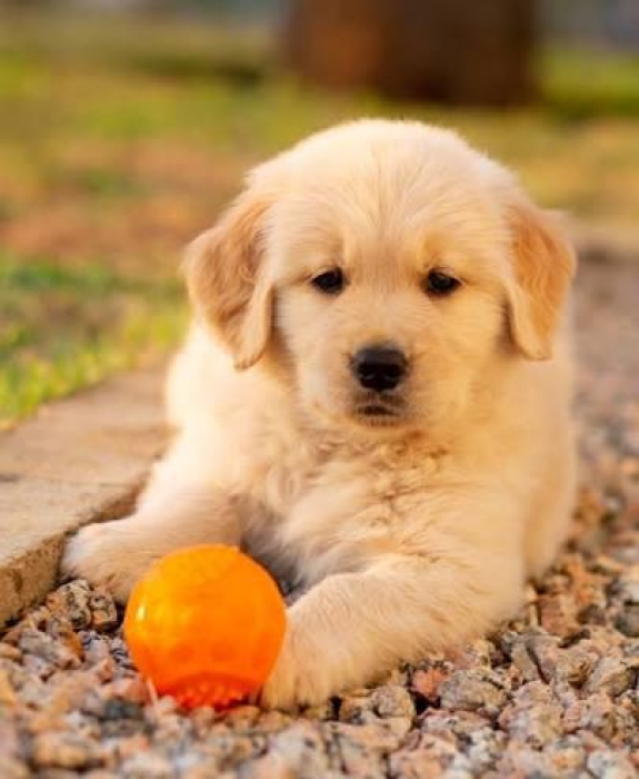 magnifique portée de la race  golden retrieve