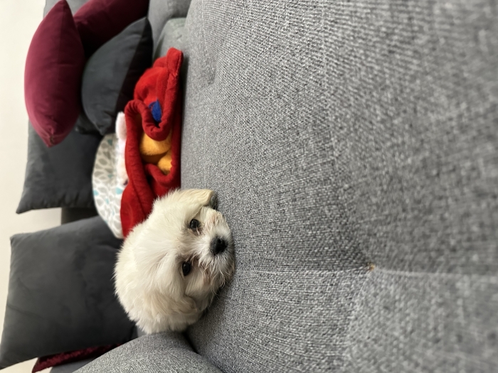 Chiot bichon maltais toy