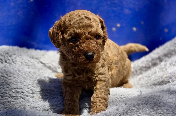Chiots Caniches Toys Pedigree 🇫🇷
