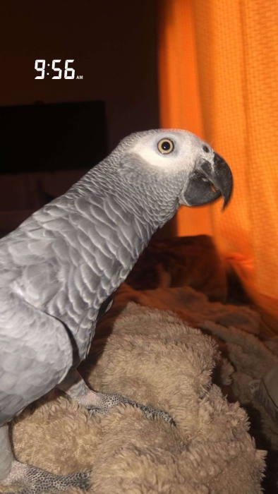 Perroquet gris du gabon jeune