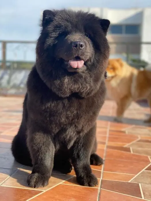Chow chow noir