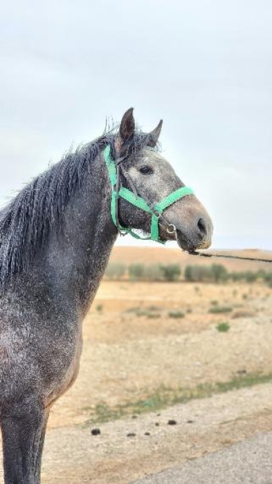 Poulain 2ans et demi